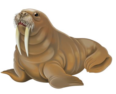 Walrus illustration clipart