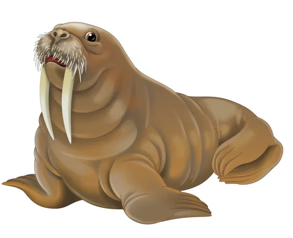 Walrus illustratie — Stockfoto