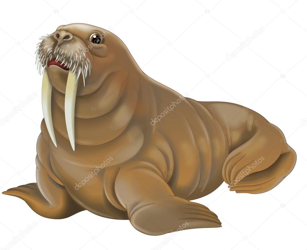 Walrus illustration