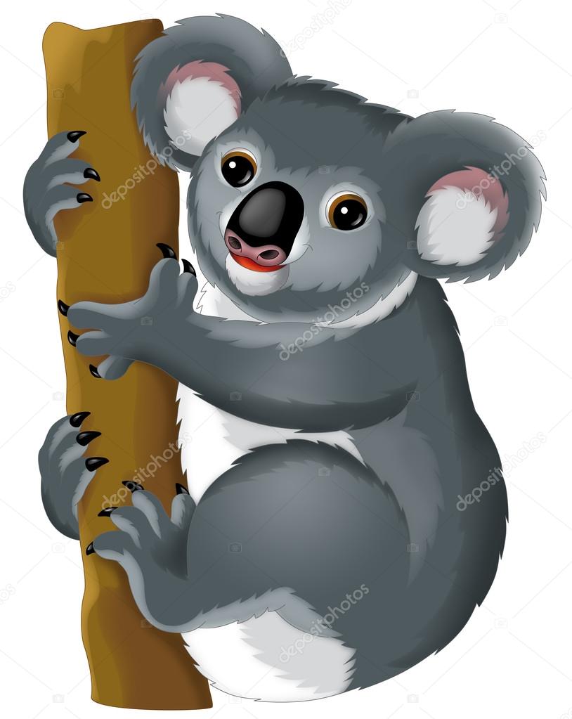 Koala bear  illustration