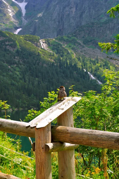 Montagna Tatra in Polonia — Foto Stock