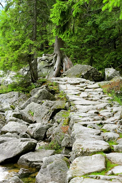 Trail in Tatra mountain — Stock Photo, Image