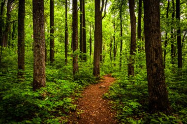 Trail through tall trees in a lush forest, Shenandoah National P clipart