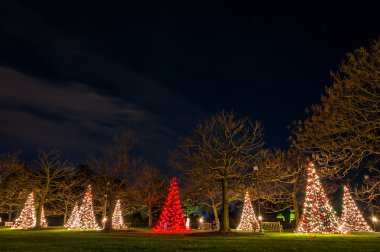 Noel ağaçları, gece, longwood bahçeleri, pennsylvania.