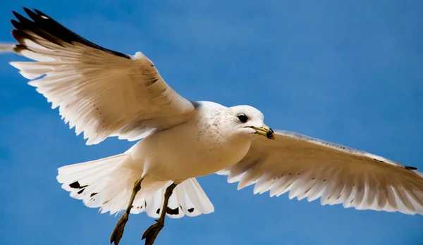 Uma gaivota contra um céu azul, em Chesapeake Beach, Maryland — Fotografia de Stock