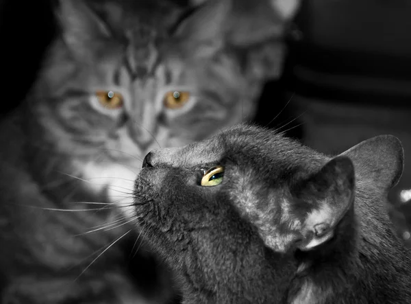 Foto en blanco y negro de dos gatos . — Foto de Stock