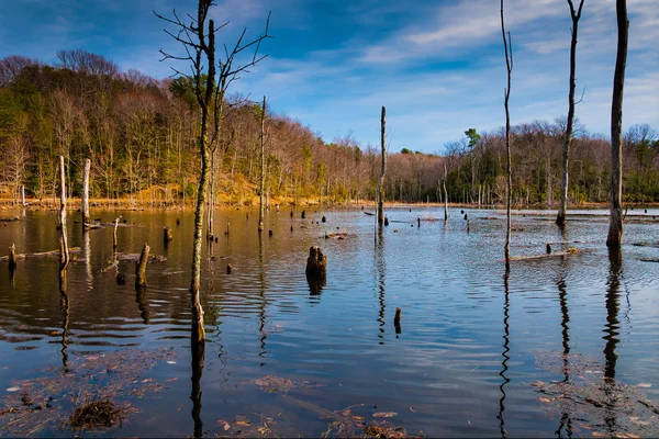 Abendlicht auf einem sumpfigen Gebiet im Calvert Cliffs State Park, alo — Stockfoto