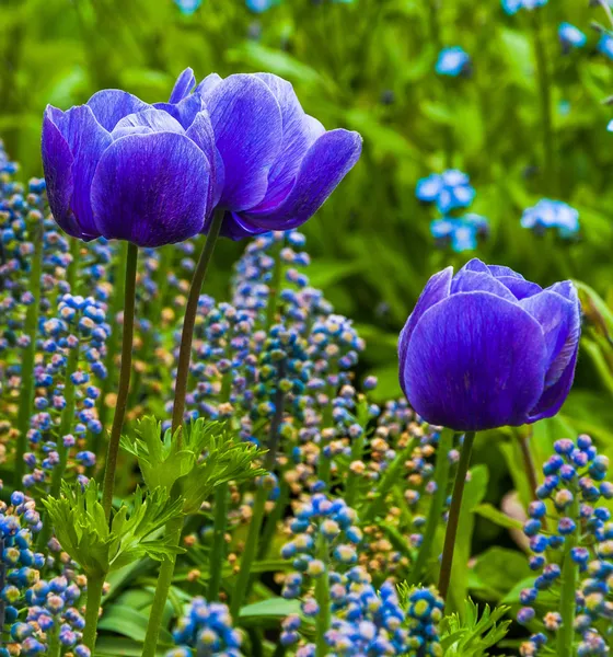 Blue tulips at Longwood Gardens, Pennsylvania. — Stock Photo, Image
