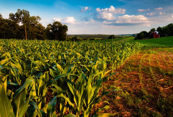 Cornfield e celeiro em um campo de fazenda no sul de York County, Penn — Fotografia de Stock