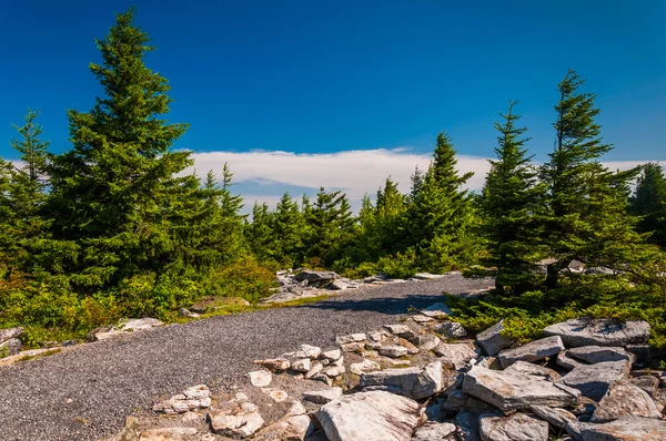 Weg durch Fichten auf dem Gipfel des Fichtenknopfs, monongah — Stockfoto