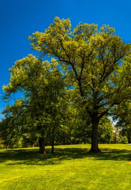 ağaçlar ve açık mavi gökyüzü druid hill Park, baltimore, maryla