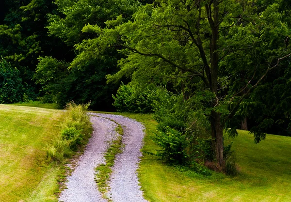 Грязная дорога и дерево на холме . — стоковое фото