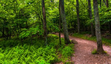 Ferns and trees on a trail in Shenandoah National Park, Virginia clipart