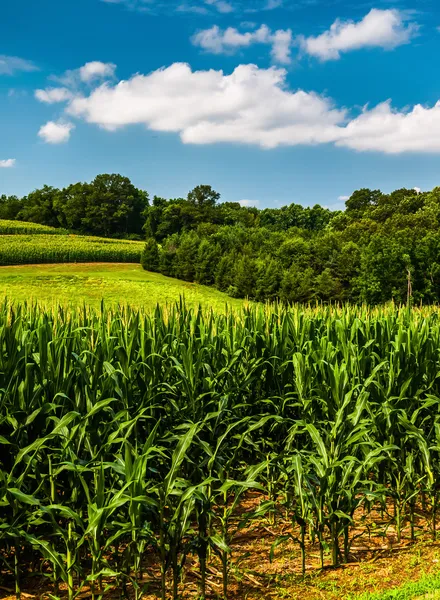 Cornfield and rollings hills in Southern York County, Pennsylvan — Stock Photo, Image