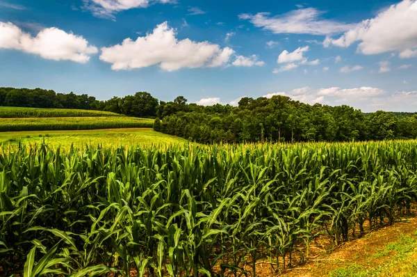 Cornfield en Rolling hills in zuidelijke york county, pennsylvan — Stockfoto
