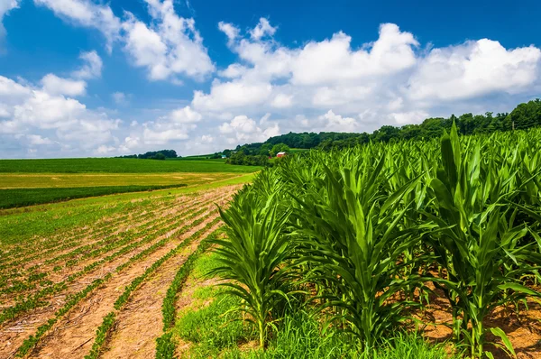 Campos de maíz en una granja en el condado rural de Southern York, Pennsylvania — Foto de Stock