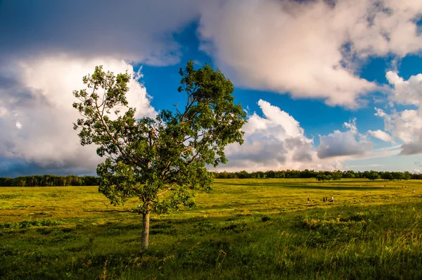 Abendwolken über Baum auf großen Wiesen, shenandoah national par — Stockfoto