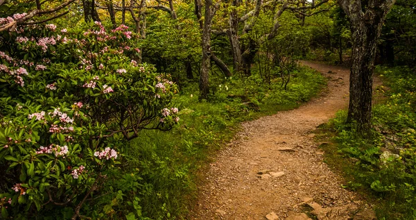 Mountain laurel along a trail in Shenandoah National Park, Virgi — Stock Photo, Image