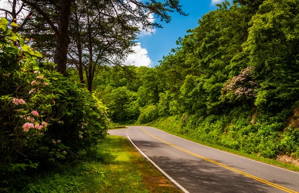 Mountain laurel along Skyline Drive in Shenandoah National Park, — Stock Photo, Image