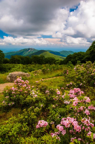 Mountain laurel in meadow and view of Old Rag from an overlook o — Stock Photo, Image