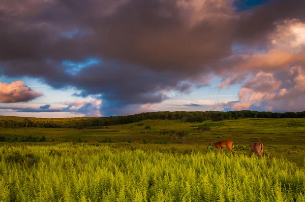 Nuvole al tramonto su cervi e felci in Big Meadows, Shenandoah Nat — Foto Stock