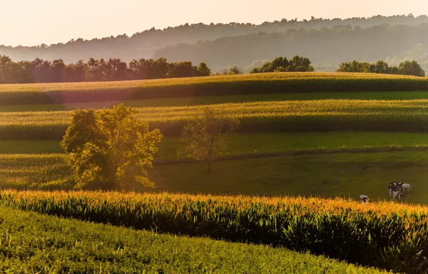 Maisfelder und Hügel im ländlichen Kreis York, Pennsylvania. — Stockfoto