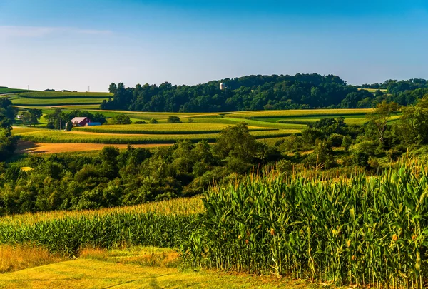 Maisfeld und Blick auf sanfte Hügel und Farmen in Southern York — Stockfoto