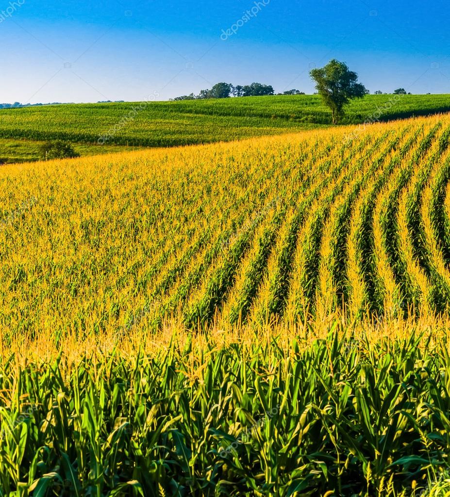 Cornfield and tree on hill in rural York County, Pennsylvania. Stock
