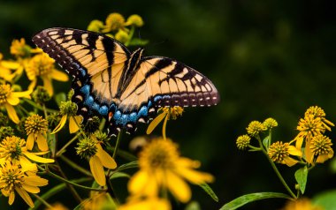 Swallowtail butterfly on yellow flowers in Shenandoah National P clipart