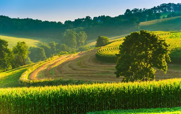 tarım alanları ve kırsal york county, pennsyl bir yamaca ağaç