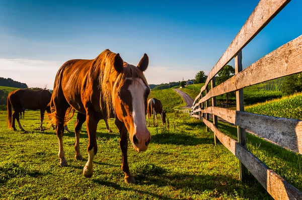 Cavalo e cerca em um campo em uma fazenda no Condado de York, Pennsylvani — Fotografia de Stock