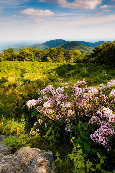 Mountain laurel at Thoroughfare Overlook, on Skyline Drive in Sh — Stock Photo, Image