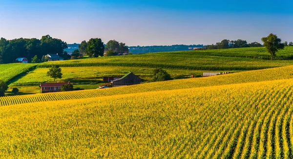 Vista de campos de maíz y granjas en el condado de Southern York, Pennsylva —  Fotos de Stock