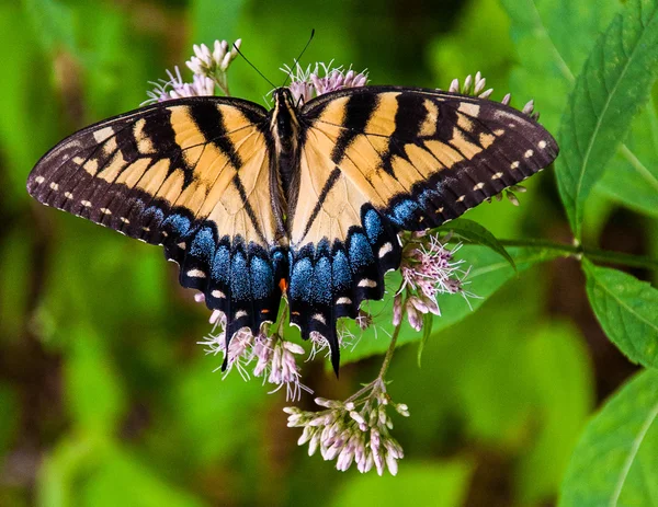 Swallowtail motyl w Parku Narodowego shenandoah, virginia. — Zdjęcie stockowe