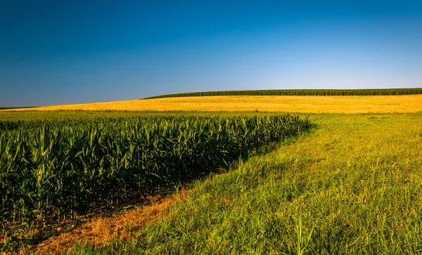 Klarer blauer Himmel über Maisfeldern auf einem Bauernhof in South York — Stockfoto