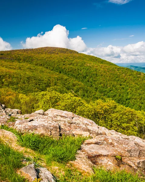 Vårfarger på et fjell i Shenandoah nasjonalpark, Virgini – stockfoto