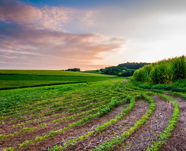 Avondrood over boerderij velden in zuidelijke york county, pennsylvani — Stockfoto