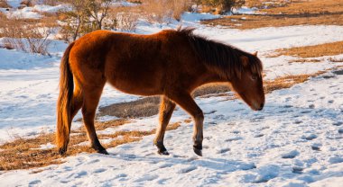 assateague Adası Milli seashore, maryland, vahşi at