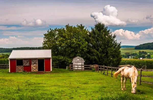 Cavalo e estábulo vermelho em um campo no condado de Southern York, Pensilvânia — Fotografia de Stock