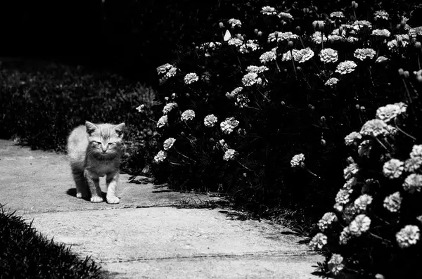 작은 고양이 정원 경로 따라 산책. — 스톡 사진