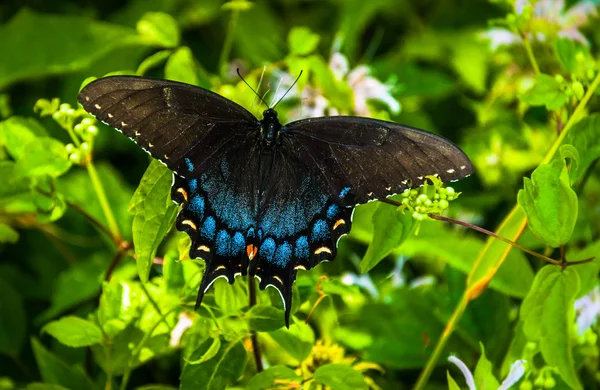 Swallowtail butterfly i shenandoah national park, virginia. — Stockfoto