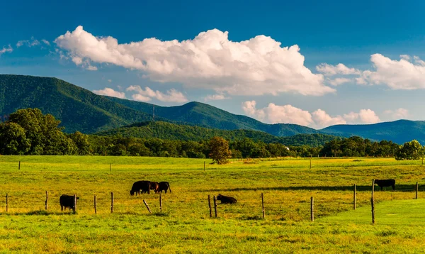 Bovins dans un pâturage et vue sur les Blue Ridge Mountains dans le — Photo