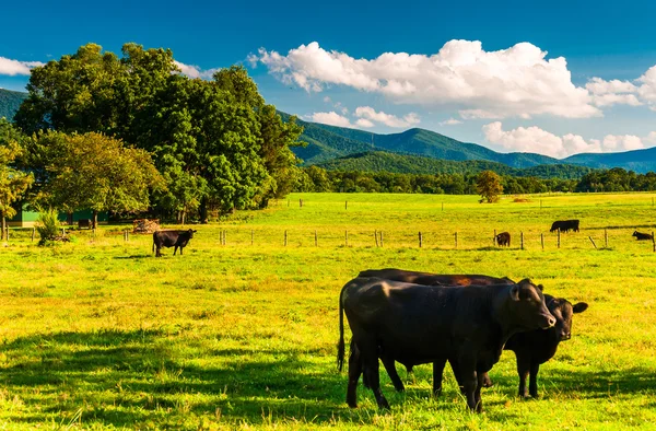 Cattle in a pasture and view of the Blue Ridge Mountains, in the — Stock Photo, Image