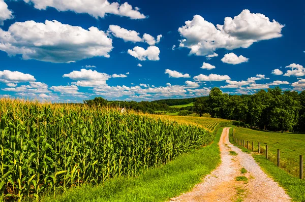 Campo de maíz y camino de entrada a una granja en el condado rural de Southern York , — Foto de Stock