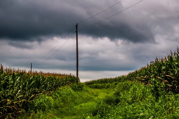 A viharfelhők felett kukorica mezőket és vidéki york Co pólusai — Stock Fotó