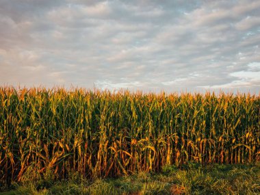 Towanda, Illinois 'de bir mısır tarlası.