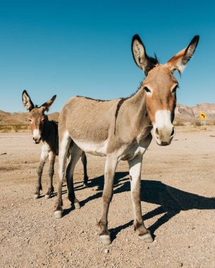 Arizona 'daki tarihi Route 66' da Oatman 'da yabani eşekler.