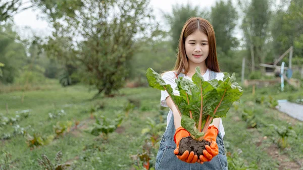 Kadın Bahçıvan Kavramı Genç Bir Kadın Bahçıvan Sebze Bahçesindeki Hasat — Stok fotoğraf