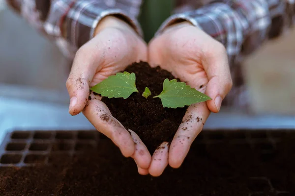 Gardening concept two big hands holding a live plant with black soil showing in front of a camera.