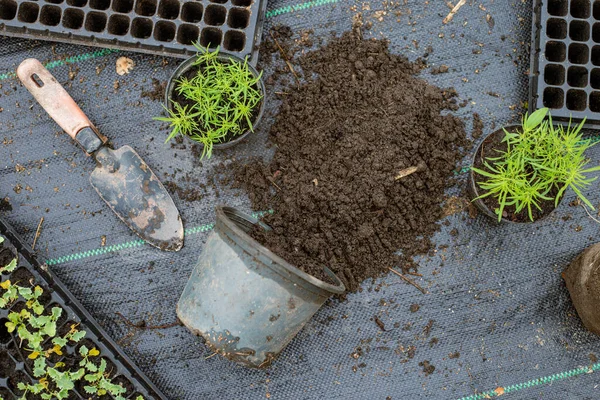 Koncepcja Ogrodnictwa Kilka Zielonych Roślin Repotted Większych Doniczek Aby Umożliwić — Zdjęcie stockowe